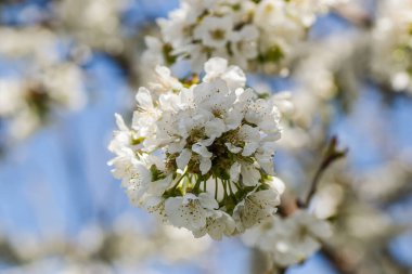 Özel bir bahçede kiraz çiçekleri açan beyaz dallar.. 