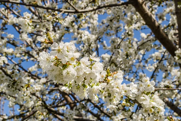 Takken Met Witte Bloeiende Kers Bloesems Een Prive Tuin — Stockfoto