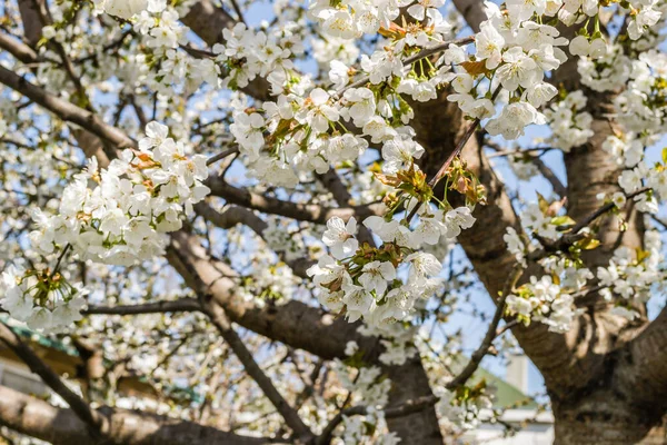 Takken Met Witte Bloeiende Kers Bloesems Een Prive Tuin — Stockfoto