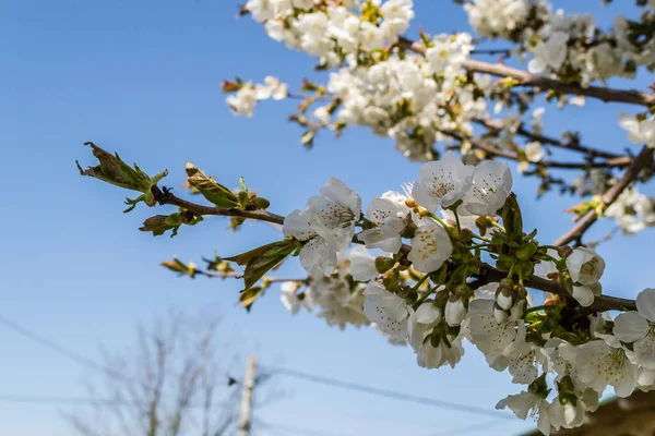 Takken Met Witte Bloeiende Kers Bloesems Een Prive Tuin — Stockfoto