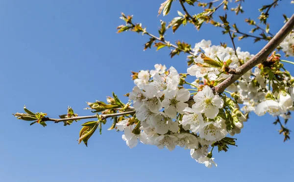 Zweige Mit Weiß Blühenden Kirschblüten Einem Privaten Garten — Stockfoto