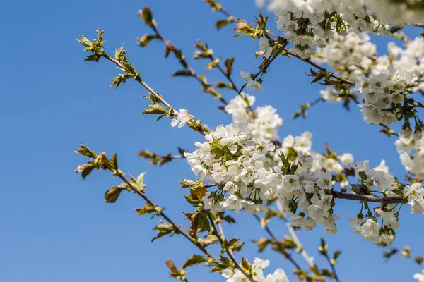 Ramas Con Flores Cerezo Flor Blanca Jardín Privado — Foto de Stock