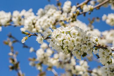 Özel bir bahçede kiraz çiçekleri açan beyaz dallar.. 