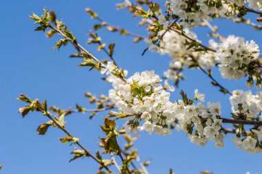 Özel bir bahçede kiraz çiçekleri açan beyaz dallar.. 