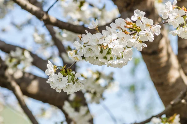 Zweige Mit Weiß Blühenden Kirschblüten Einem Privaten Garten — Stockfoto