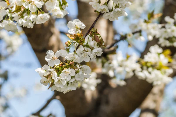 Zweige Mit Weiß Blühenden Kirschblüten Einem Privaten Garten — Stockfoto