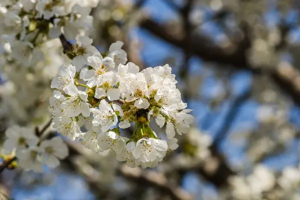 在私家花园里开着白花樱花的枝条 — 图库照片