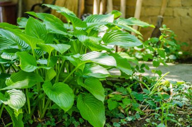 Süslü bitki - Hosta clausa yeşili, bir gölge bitkisi ve yeşil yapraklı kısmi gölge.