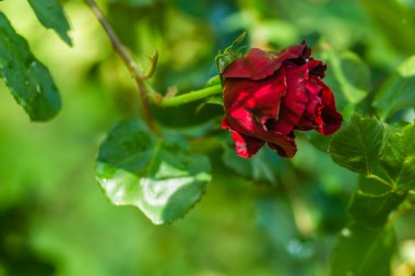 Sırılsıklam kırmızı gül, bahar sabahı bahçede yağmur..