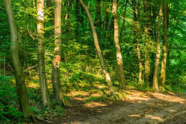 Sırbistan 'ın Novi Sad kenti yakınlarındaki Petrovaradin kentinde bulunan Thuje kozalaklarının güneş konileri. 
