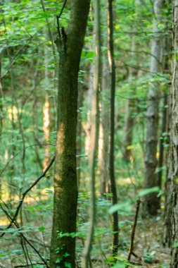 Sırbistan 'ın Novi Sad kenti yakınlarındaki Petrovaradin kentinde bulunan Thuje kozalaklarının güneş konileri. 