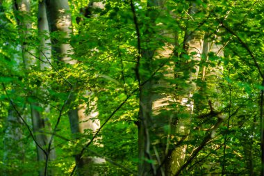 Sırbistan 'ın Novi Sad kenti yakınlarındaki Petrovaradin kentinde bulunan Thuje kozalaklarının güneş konileri. 