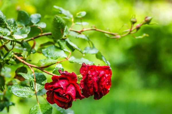 Soaked red rose, spring morning rain in the garden.