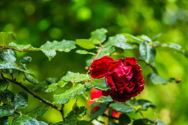 Μουσκεμένο Κόκκινο Τριαντάφυλλο Ανοιξιάτικη Βροχή Στον Κήπο — Φωτογραφία Αρχείου
