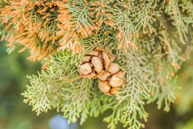 Sırbistan 'ın Novi Sad kenti yakınlarındaki Petrovaradin kentinde bulunan Thuje kozalaklarının güneş konileri. 