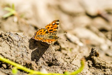 Turuncu-siyah, gündüz kelebeği Vanessa Cardui, ormandaki toprak yolda.. 