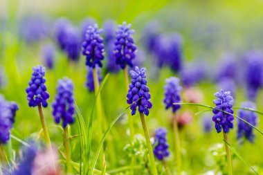 (Muscari botryoides, Sümbül familyasından uzun ömürlü bir bitki türü.. 
