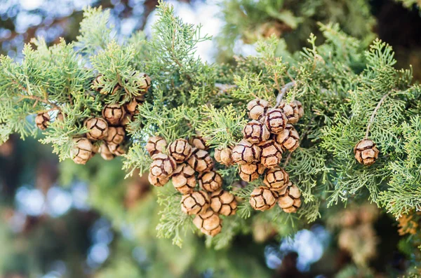 Solar cones of the coniferous tree Thuje in Petrovaradin near the city of Novi Sad, Serbia.