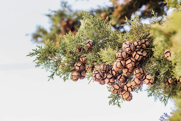 Solar Cones Coniferous Tree Thuje Petrovaradin City Novi Sad Serbia — Stock Photo, Image