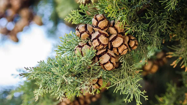 Solar Cones Coniferous Tree Thuje Petrovaradin City Novi Sad Serbia — Stock Photo, Image