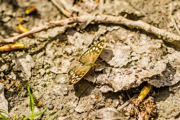 Spring Vlinder Van Het Petrovaradin Bos Aan Oever Van Donau — Stockfoto
