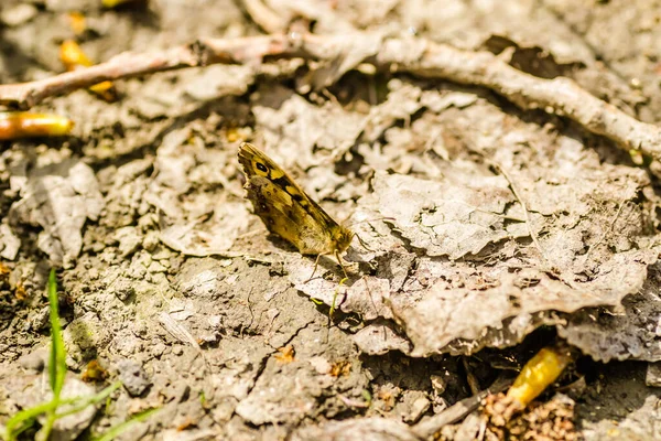 Spring Butterfly Petrovaradin Forest Bank Danube City Novi Sad Serbia — Stock Photo, Image