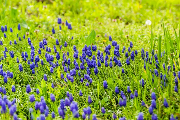 (Muscari botryoides) is a perennial herbaceous plant from the hyacinth family.