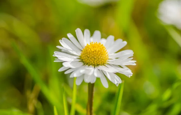 Bellis Perennis Perenn Örtartad Prydnads Och Medicinalväxt Från Familjen Asteraceae — Stockfoto