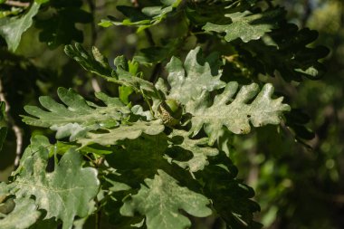 Ağacın tepesinde meşe meyveleri 
