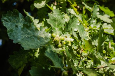 Ağacın tepesinde meşe meyveleri 