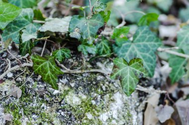 Kökleri gösteren kökler duvarlara ve ağaç gövdelerine tutunurdu..