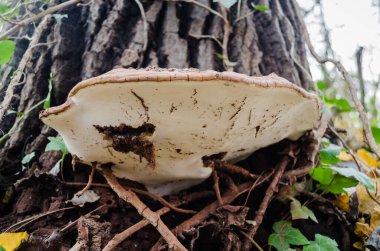 Eski bir kavak ağacında büyük bir leke. 