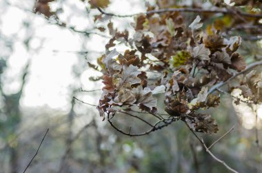 Ormandaki ağaç dallarındaki sarı yapraklar. 