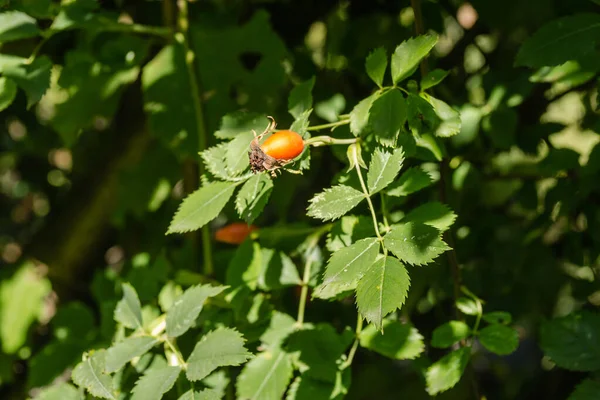 Rosehips Outono Por Sol — Fotografia de Stock