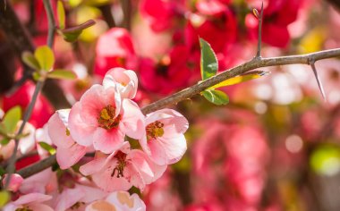 Çiçek açan Japon ayva ağacı 