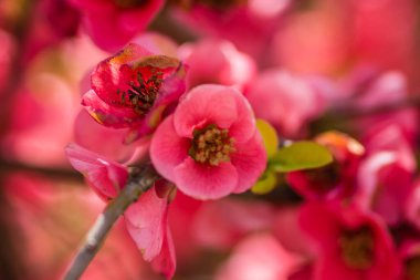 Çiçek açan Japon ayva ağacı 