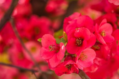 Çiçek açan Japon ayva ağacı 