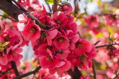 Çiçek açan Japon ayva ağacı 