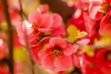 Çiçek açan Japon ayva ağacı 