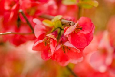 Çiçek açan Japon ayva ağacı 