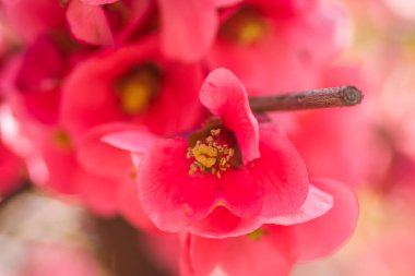 Çiçek açan Japon ayva ağacı 