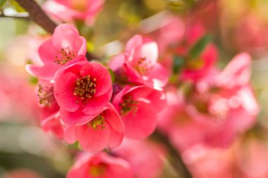 Çiçek açan Japon ayva ağacı 