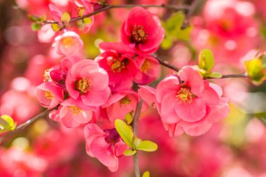 Çiçek açan Japon ayva ağacı 