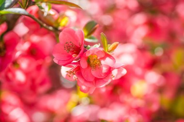 Çiçek açan Japon ayva ağacı 