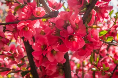 Çiçek açan Japon ayva ağacı 