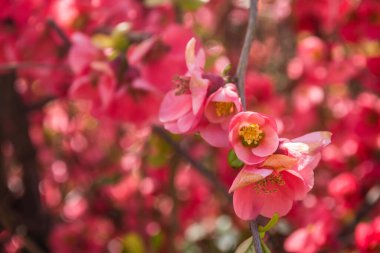 Çiçek açan Japon ayva ağacı 