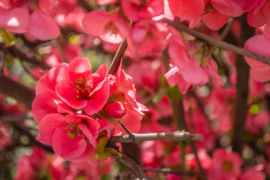Çiçek açan Japon ayva ağacı 