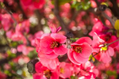 Çiçek açan Japon ayva ağacı 