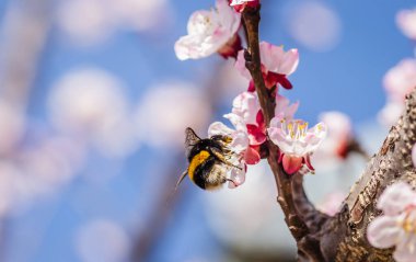 Bahar çiçekleri genç kayısı ağaçları 