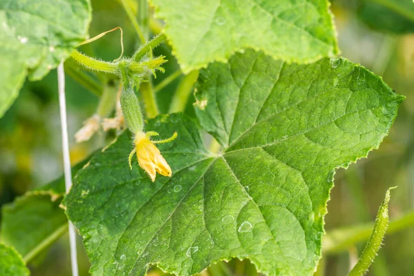 Junge Pflanzengurke Mit Gelben Blüten — Stockfoto